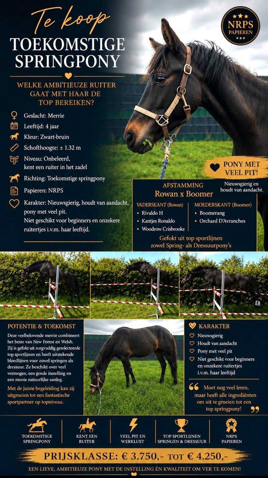 Talentvolle 4 jarige C springpony en een 5j D-pony NF Ruin!, Merrie, Met stamboom, Springpony, Zadelmak