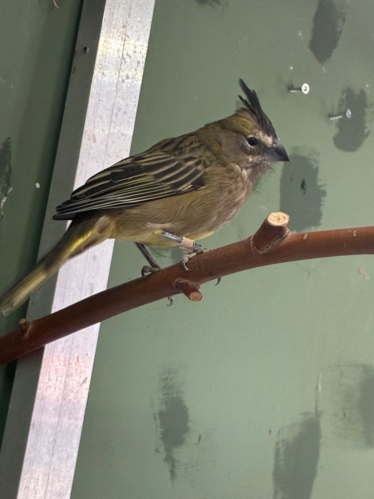 Pop groene kardinaal, Vrouwelijk, Tropenvogel, Geringd
