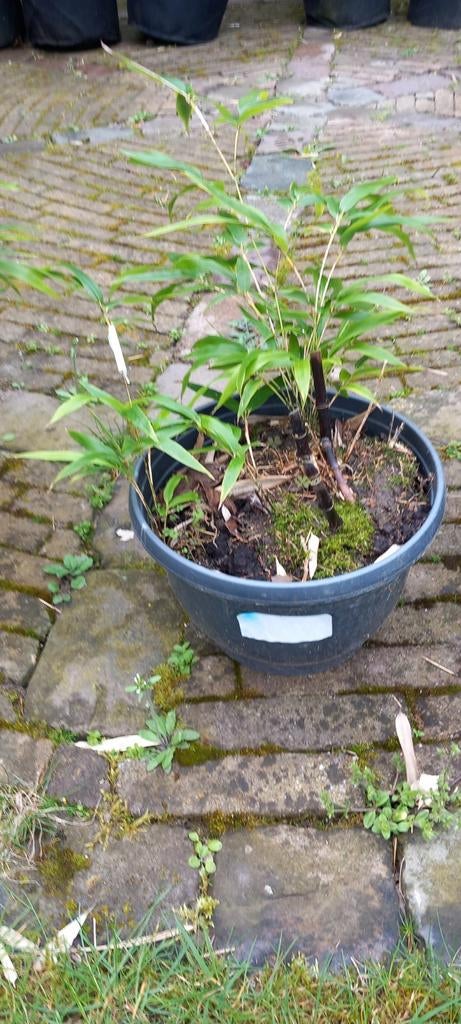 Jonge Zwarte Bamboe (Fargesia) - Geen Woekeraar, Tuin en Terras, Planten | Tuinplanten, Ophalen