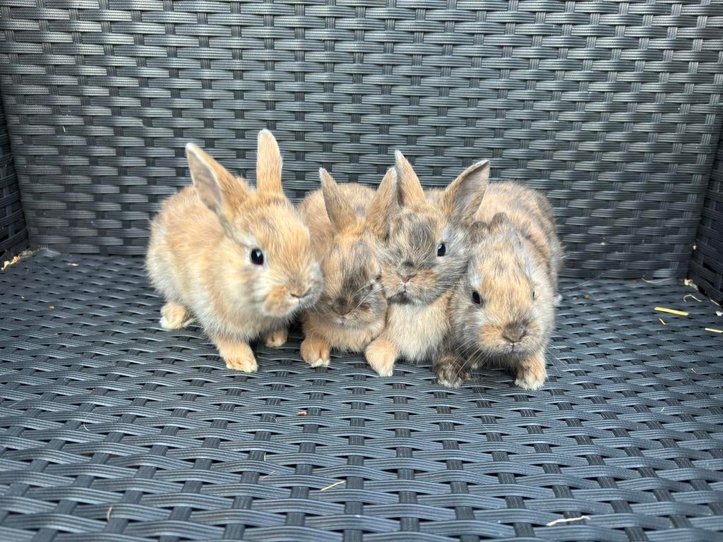 Kleine kleurdwergen, Meerdere dieren, Dwerg