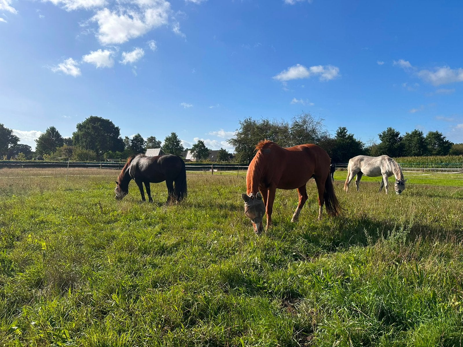 Merrie met baas gezocht die onze groep wil komen versterken!, Dieren en Toebehoren, Stalling en Weidegang, Weidegang, 1 paard of pony
