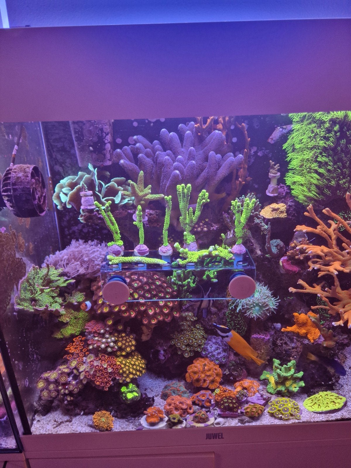 Montipora Incredible Hulk., Dieren en Toebehoren, Vis