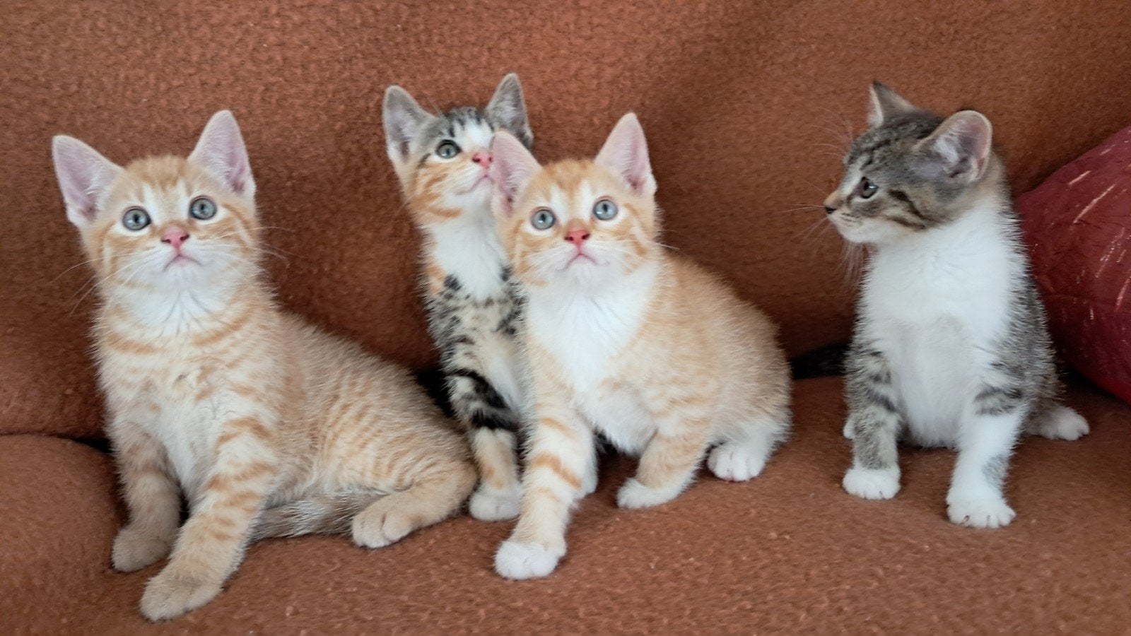 schattige huiskittens, Meerdere dieren, Kortharig, 0 tot 2 jaar
