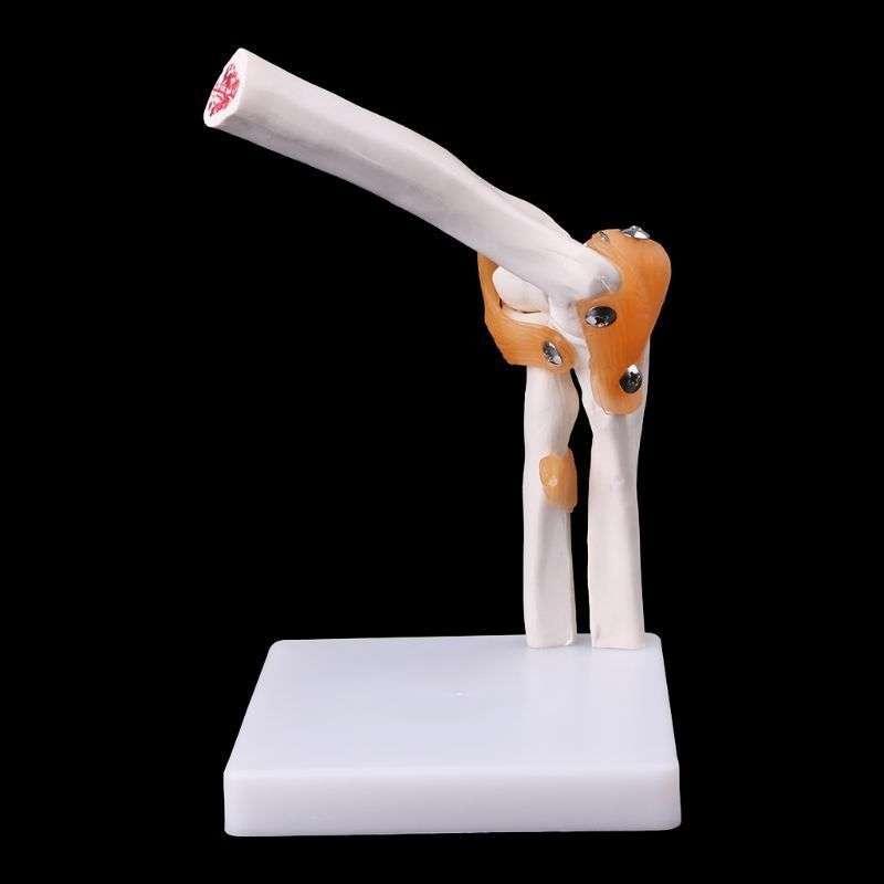 Elleboog Gewricht Menselijk Anatomie Model / School Bot Arm, Verzenden, Nieuw