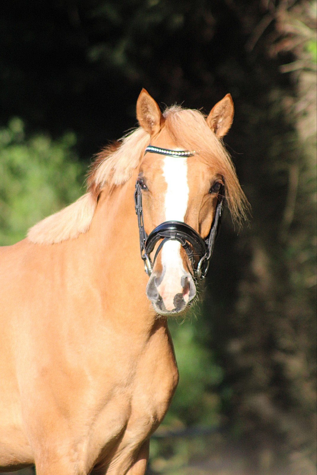 Kwaliteitsvolle lieve 2 jarige E pony ruin, Dieren en Toebehoren, Pony's, E pony (1.48m - 1.57m), Met stamboom, Ruin, 3 tot 6 jaar
