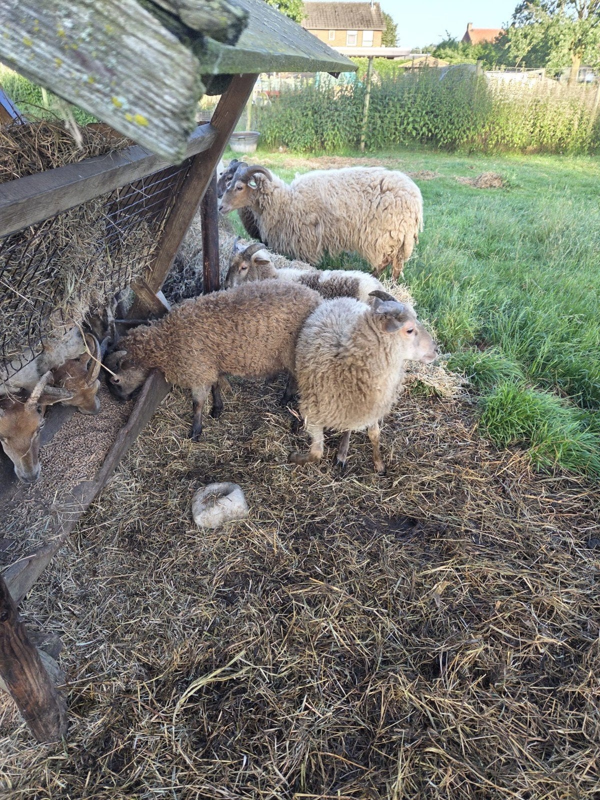 Drenths heide schapen lammeren, Meerdere dieren, Schaap