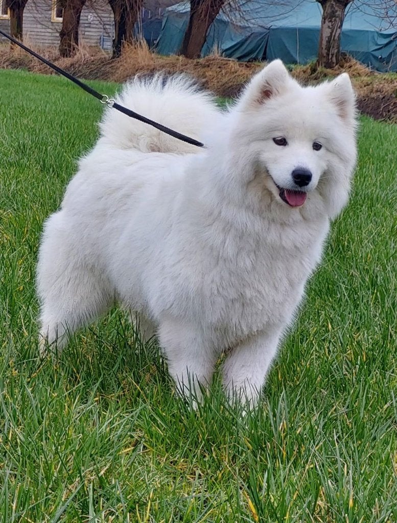 Samojeed pup, reu, Dieren en Toebehoren, 8 tot 15 weken, Eén hond, Nederland, Particulier