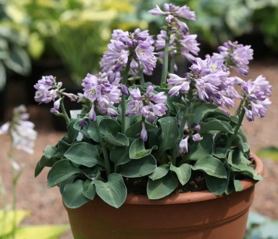 Stekjes van de Hosta 'Blue Mouse Ears', Vaste plant, Halfschaduw, Zomer, Ophalen
