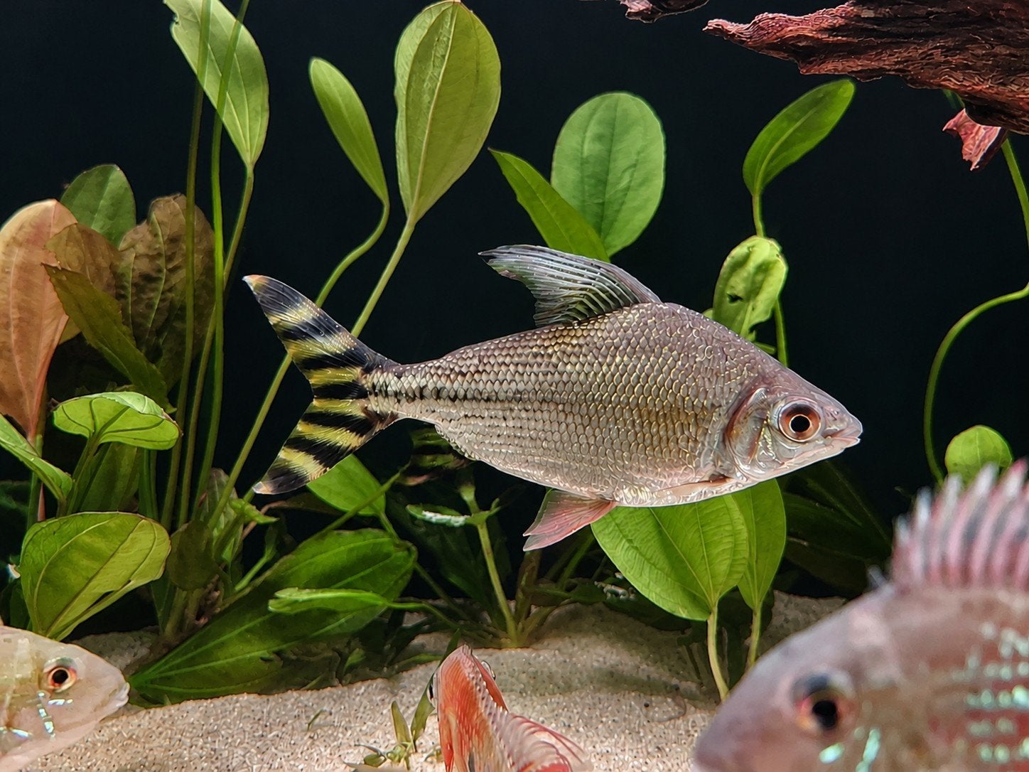 Flagtail, Dieren en Toebehoren, Vissen | Aquariumvissen, Vis, Zoetwatervis