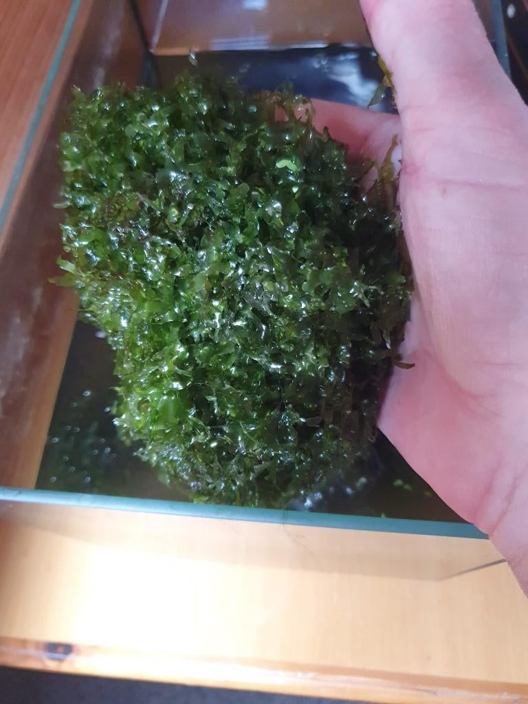 Levermos (garnalen), Dieren en Toebehoren, Vissen | Aquaria en Toebehoren, Ophalen of Verzenden, Nieuw, Plant(en), Steen of Hout