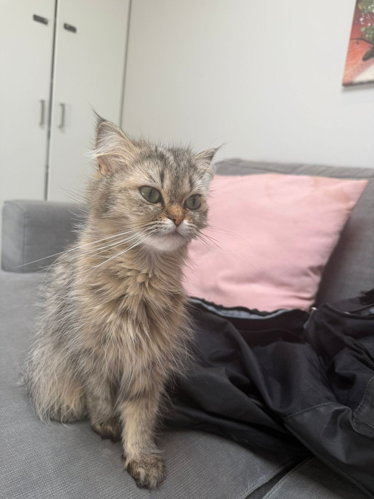 Poes zoekt baasje, Dieren en Toebehoren, Poes