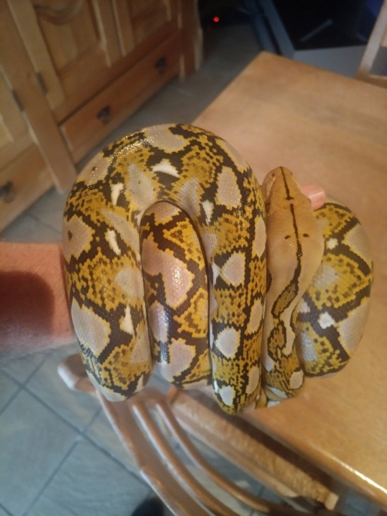 Koppel Netpython Reticulated Python - unknown for sale from Igor