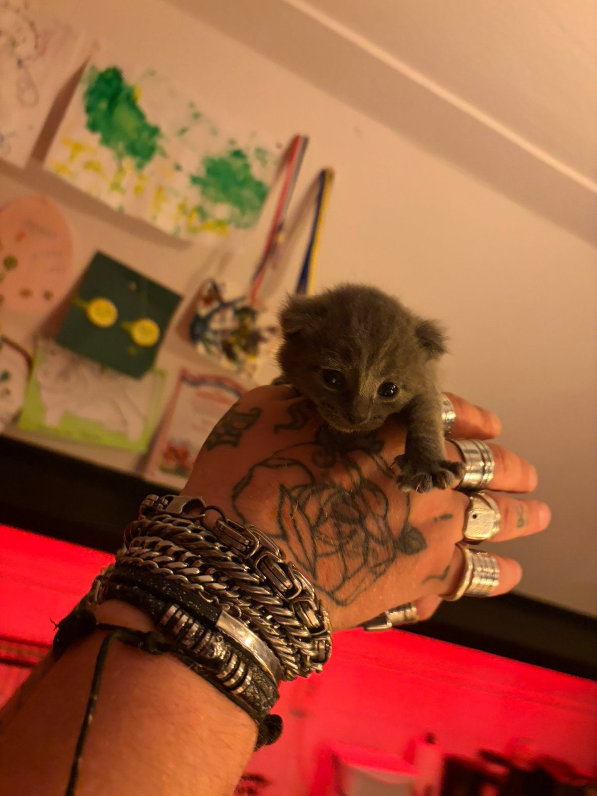1 kitten nog over, Poes, Langharig, 0 tot 2 jaar