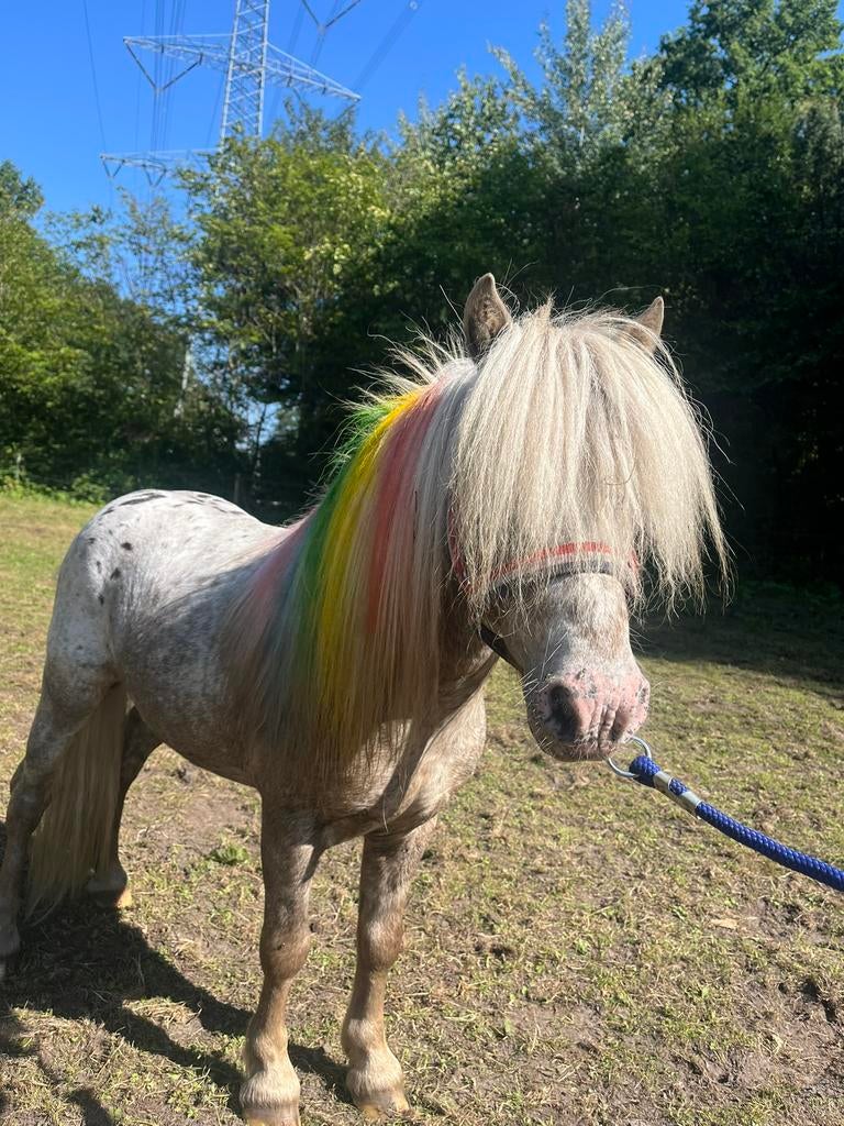 Te koop knappe shetlander hengst, Dieren en Toebehoren, Hengst, A pony (tot 1.17m), Gechipt, 11 jaar of ouder
