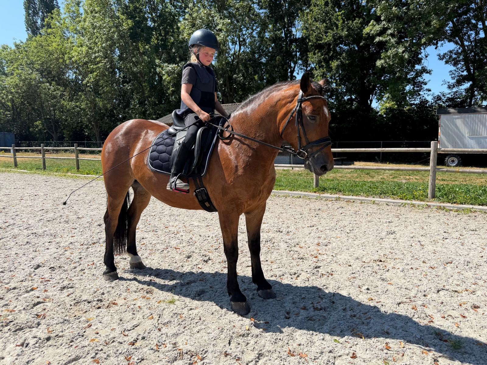 gezocht verzorgpony, Ophalen of Verzenden