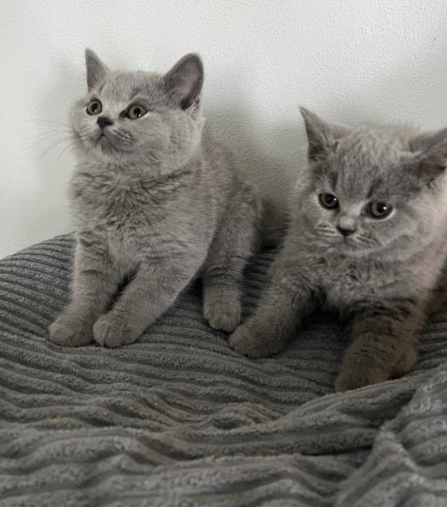 100%raszuivere britse korthaar kittens, Meerdere dieren, Ontwormd, 0 tot 2 jaar