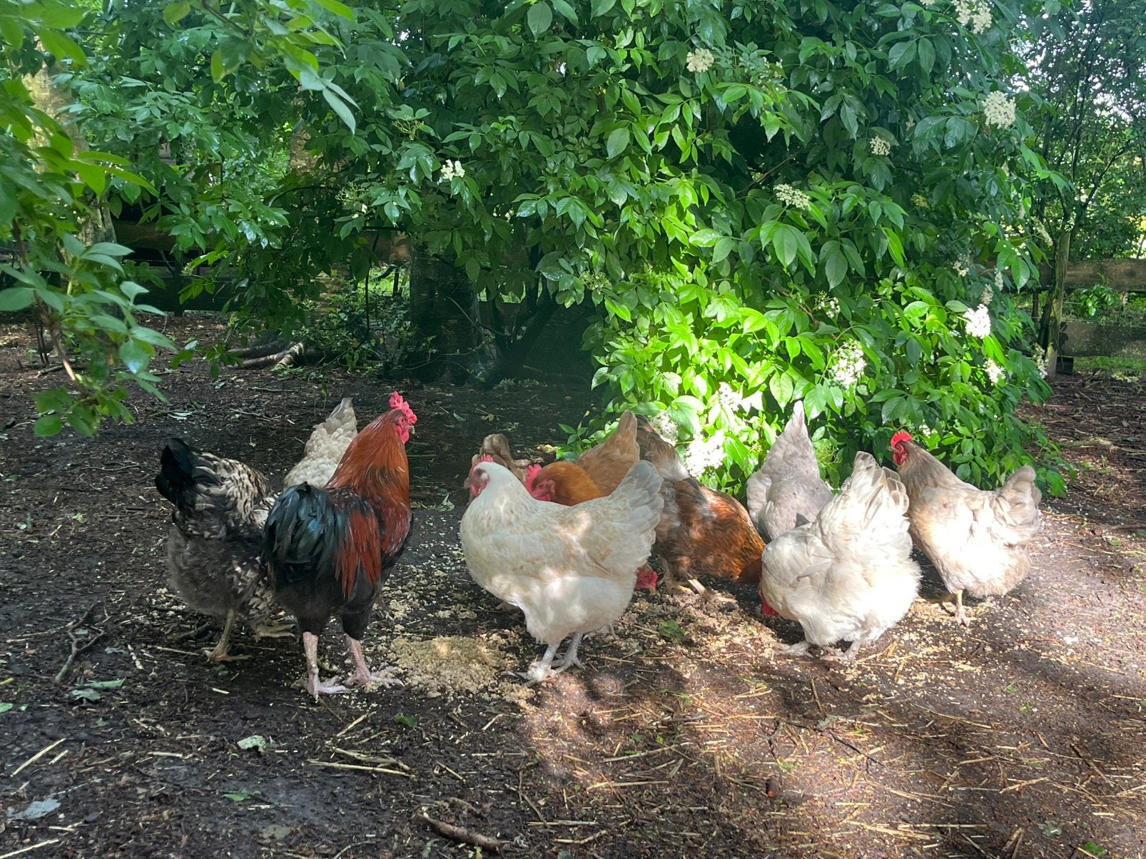 10 biologische kleurleggers en 1 haan van onze homestead, Meerdere dieren, Kip
