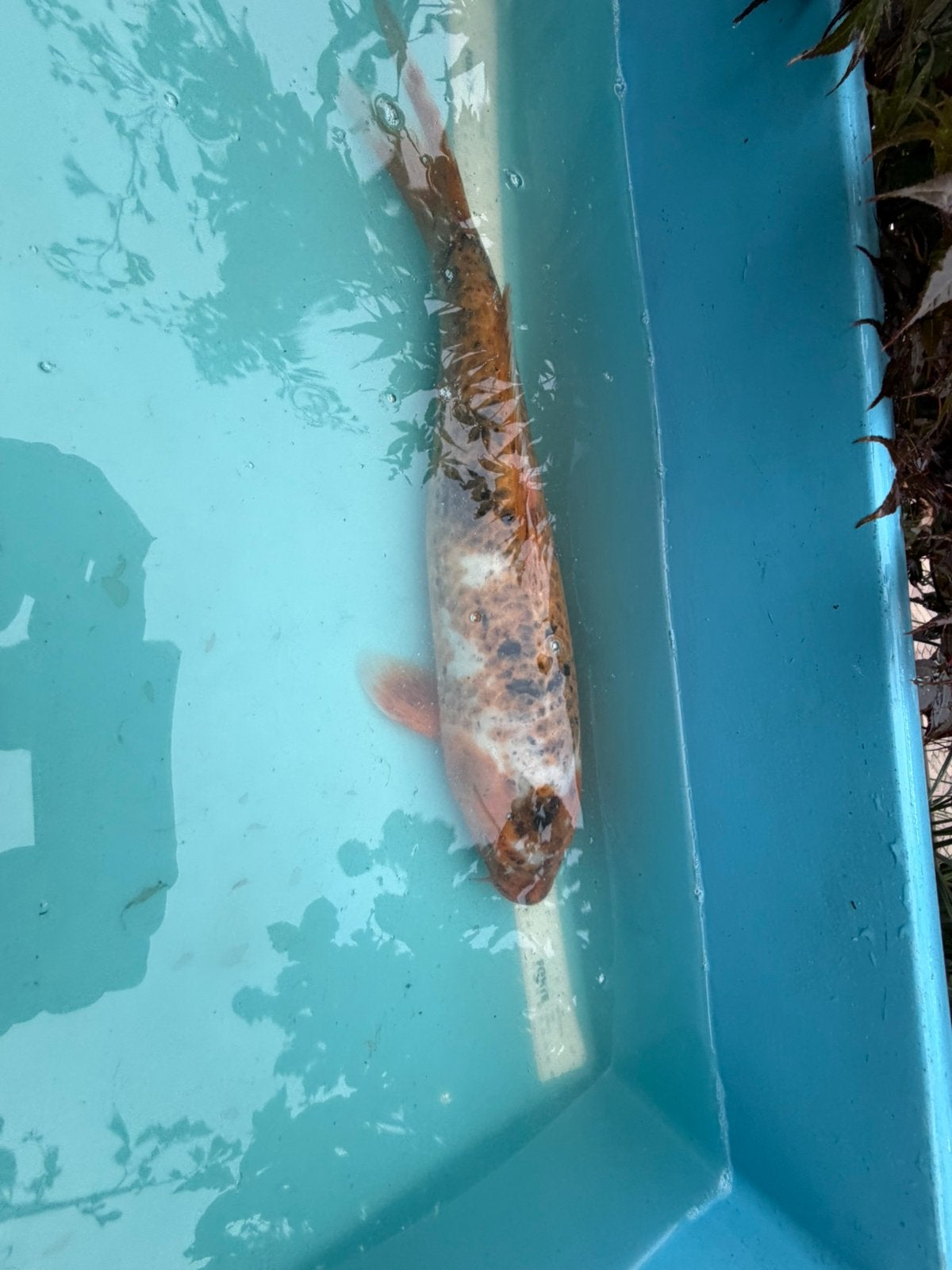 Hi Utsuri koi, Karper of Koi