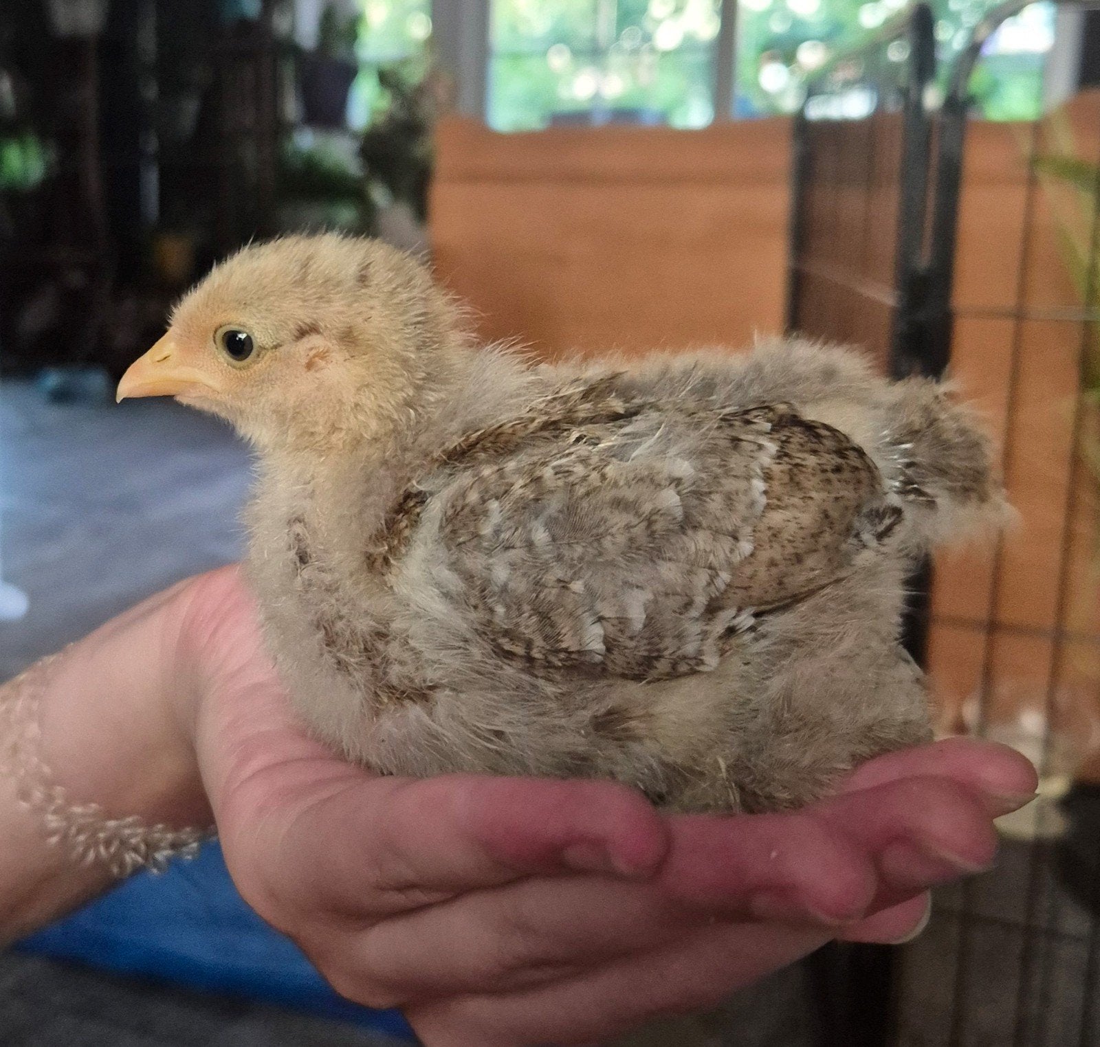 Mooie Cochienkriel kuikens!, Dieren en Toebehoren, Pluimvee, Geslacht onbekend, Kip