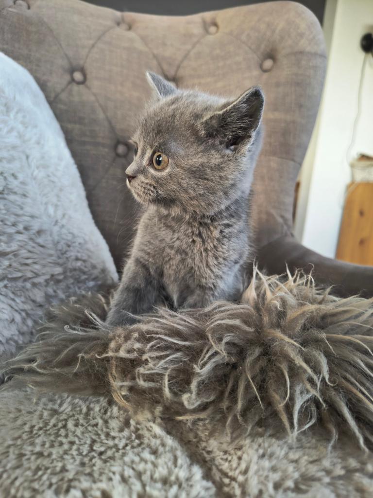 Grijs Brits korthaar poesje 8 weken, Dieren en Toebehoren, Katten en Kittens | Raskatten | Langhaar, Poes, Ontwormd
