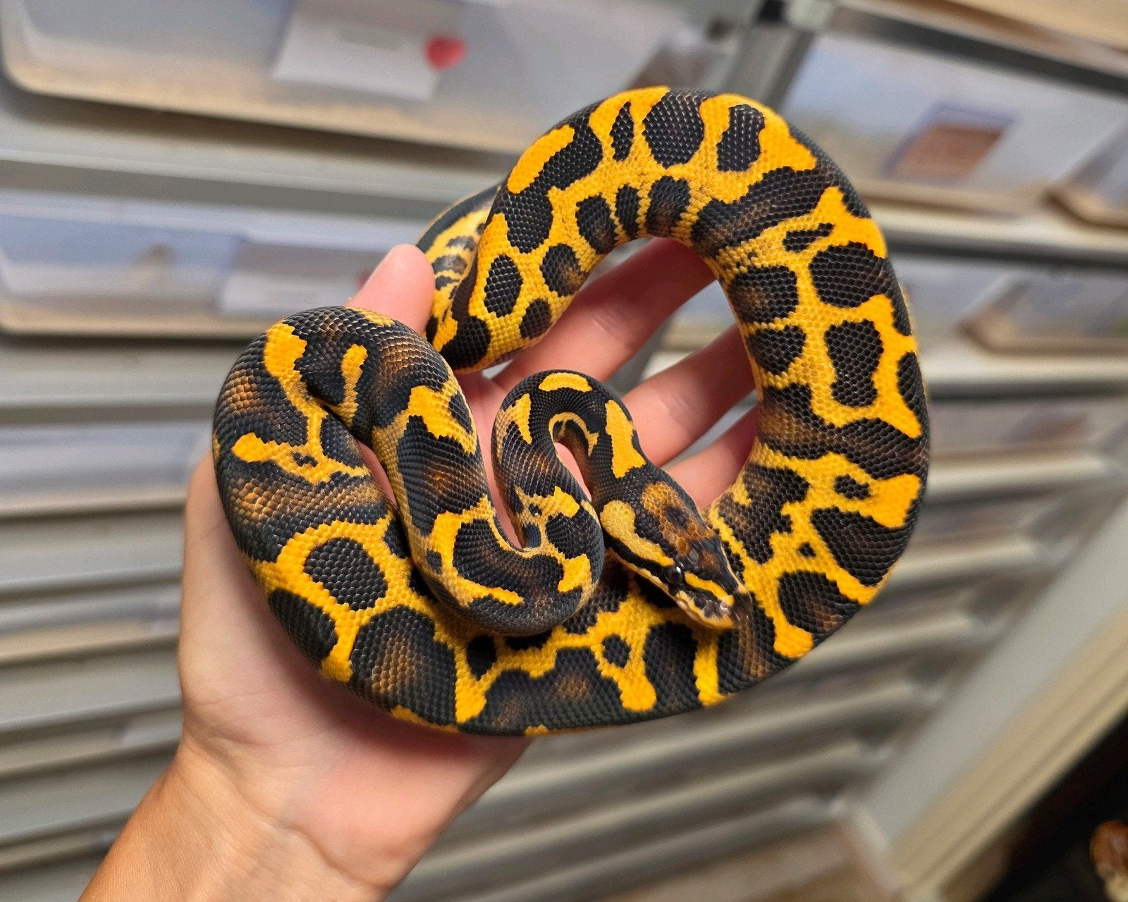 Leopard Freeway Blaze️ Python regius/koningspython