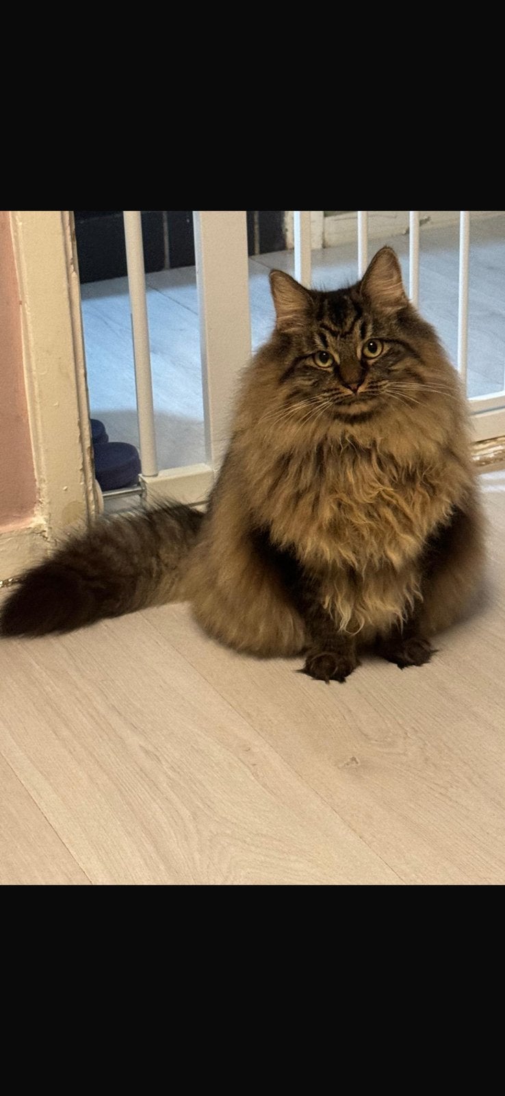 Noorse boskat x Siberische kat, Poes