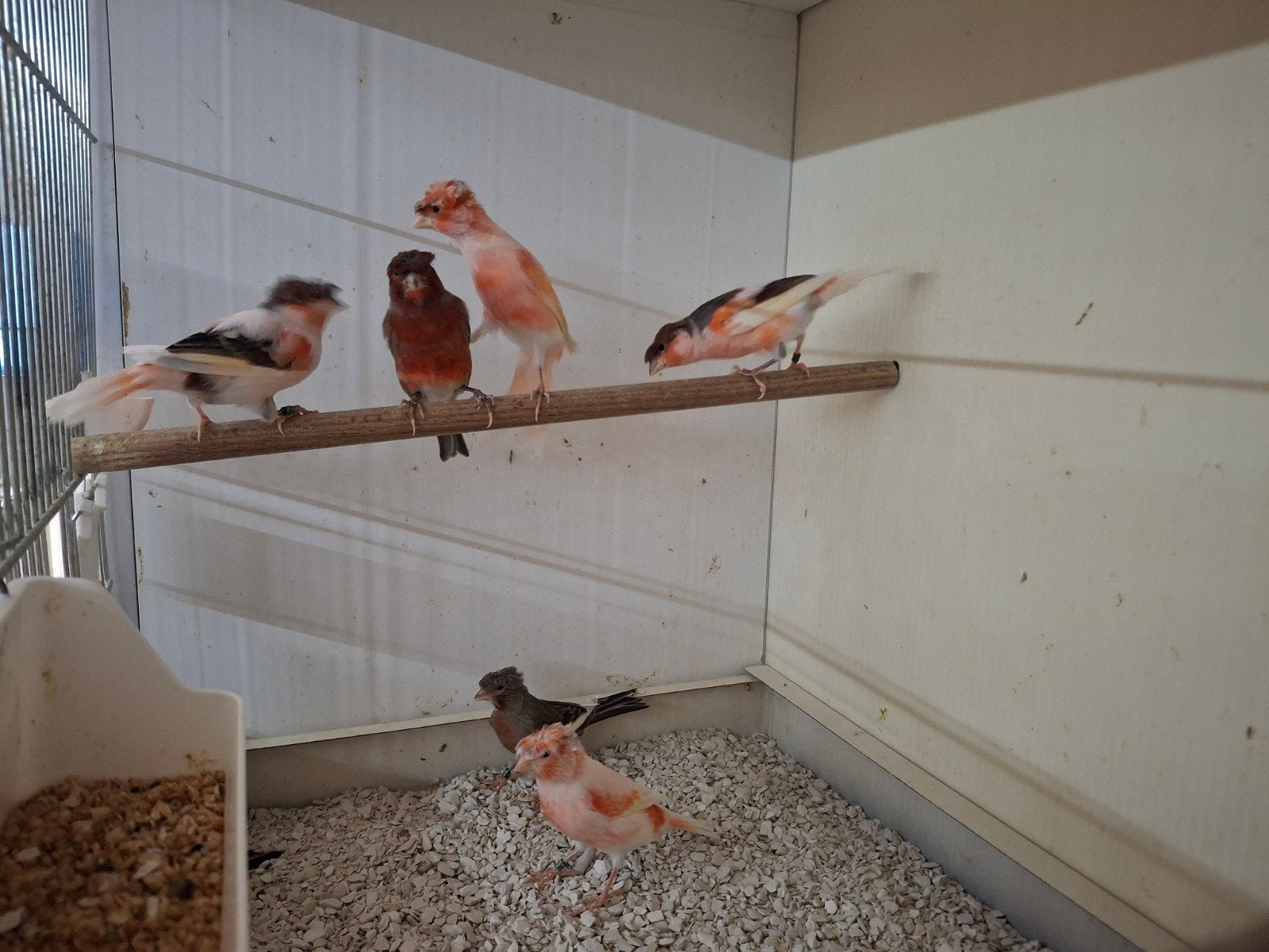 7-7 harlekijn kanaries, Dieren en Toebehoren, Meerdere dieren, Postuurkanarie