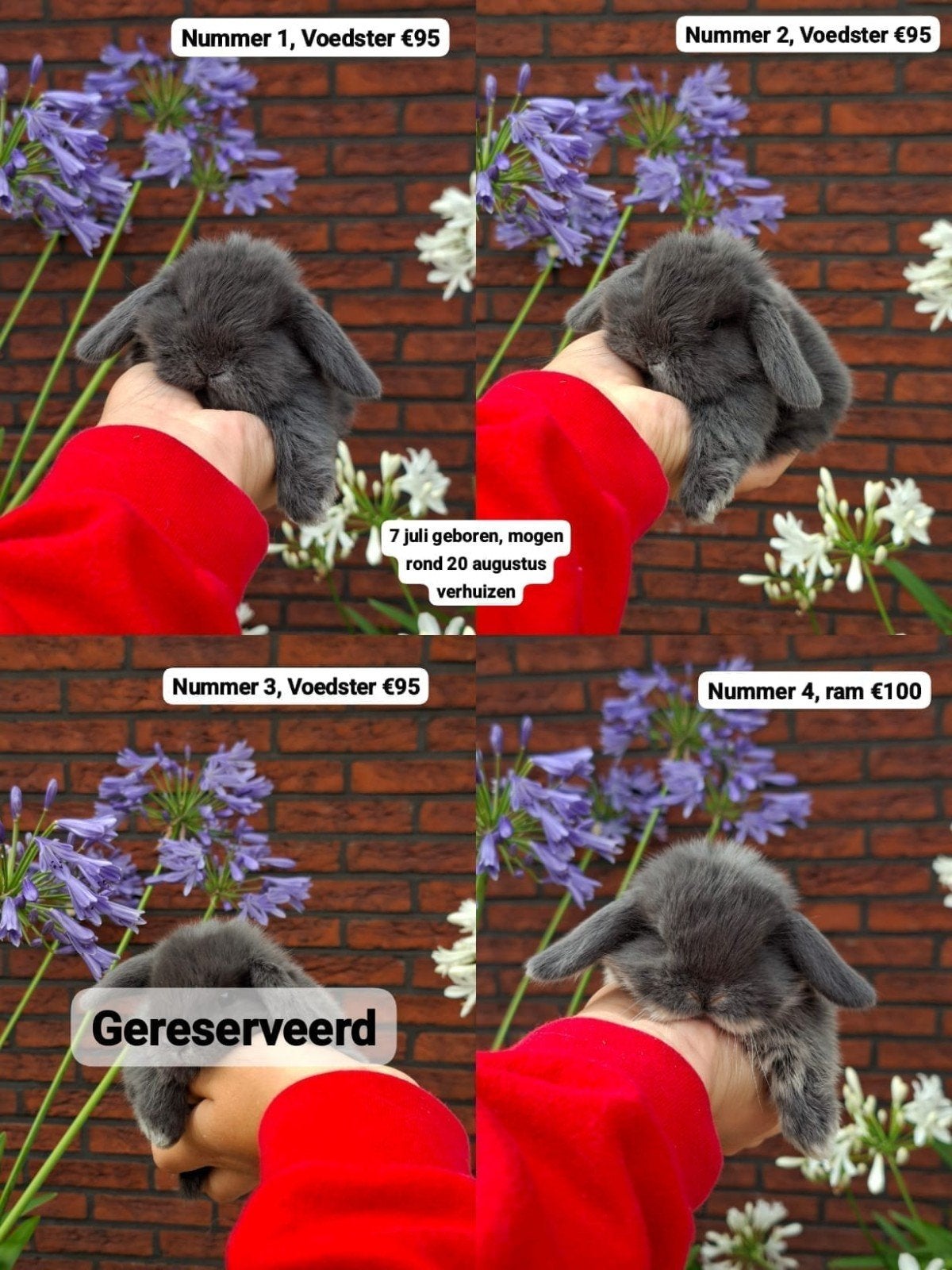 Raszuivere NHD konijnen, Dieren en Toebehoren, Konijnen, Meerdere dieren, Dwerg, Hangoor