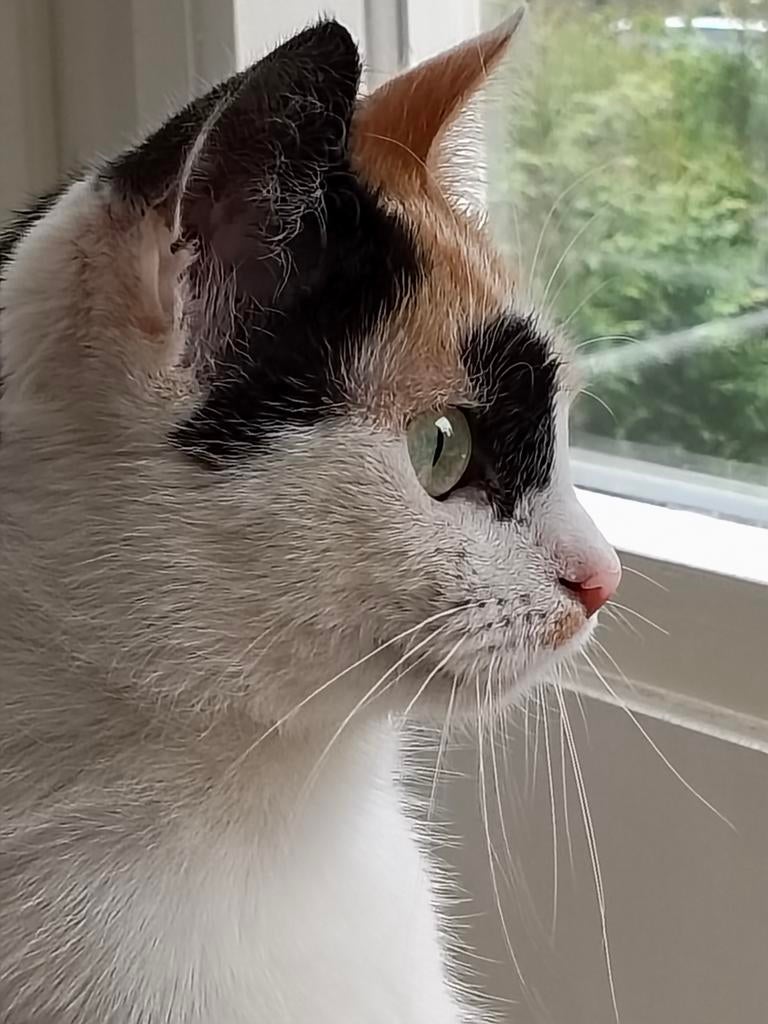 Poes Noortje VERMIST!, Dieren en Toebehoren, Poes, Gechipt, 0 tot 2 jaar