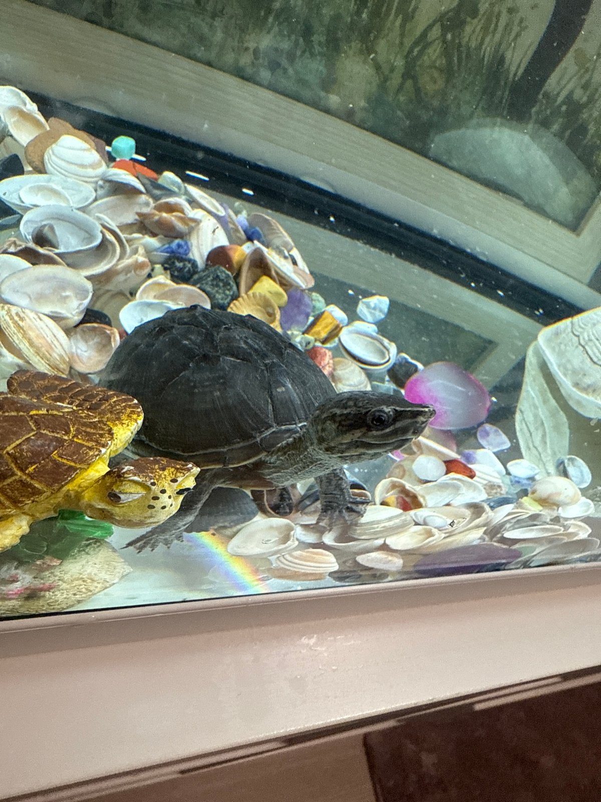 Waterschildpad met alles, Schildpad, Met terrarium, 0 tot 2 jaar
