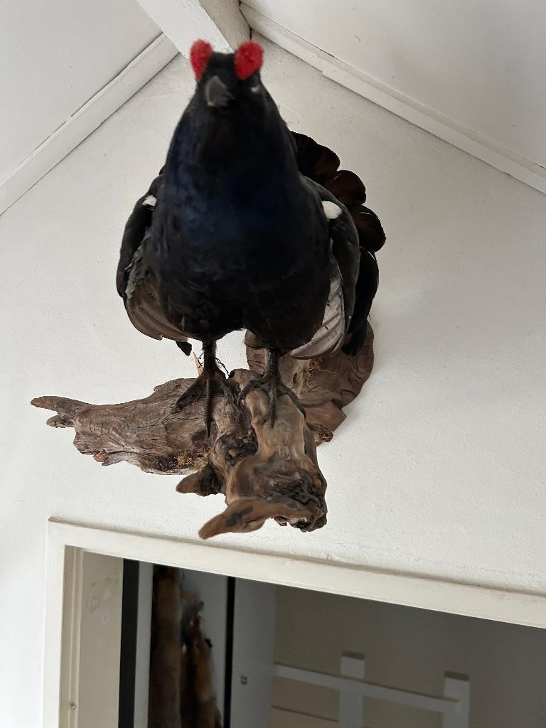 Opgezet korhoen – taxidermy – jacht trofee, Ophalen, Zo goed als nieuw