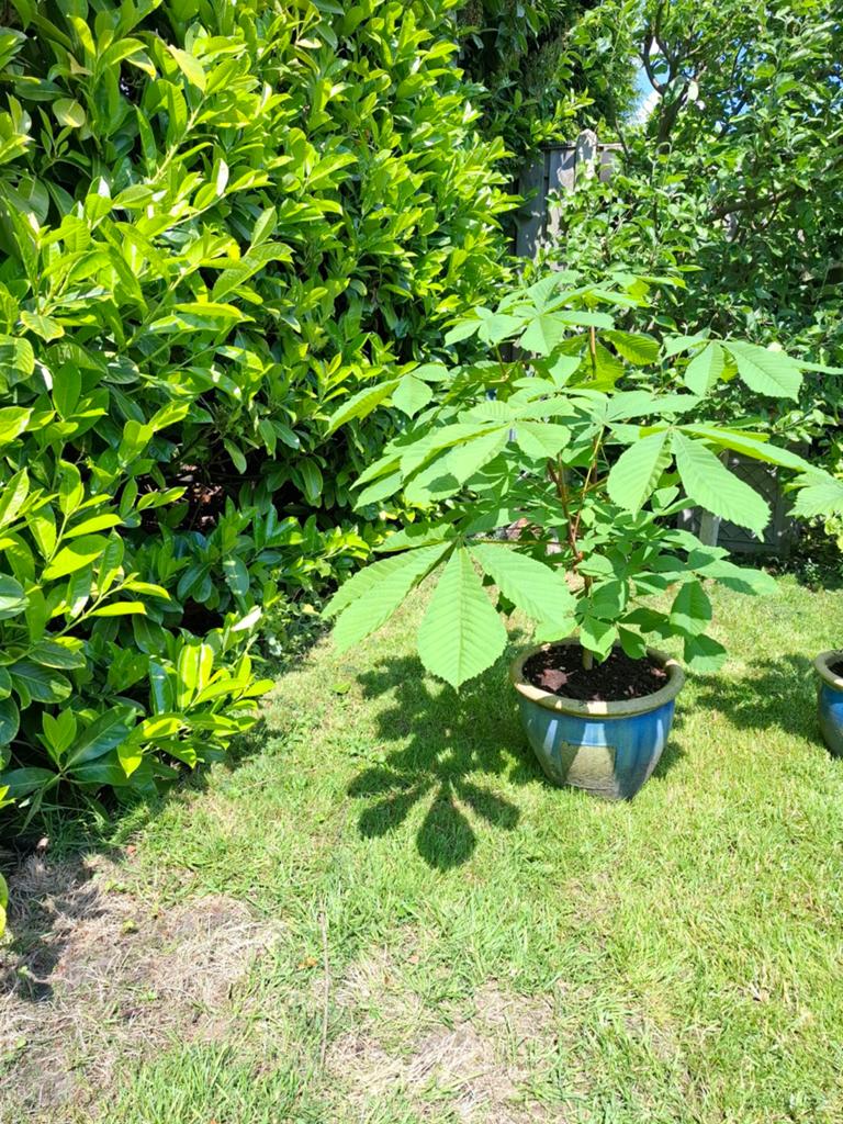 2 stuksJonge Paardenkastanje in pot - Aesculus hippocastanum, Ophalen, Overige soorten, Halfschaduw