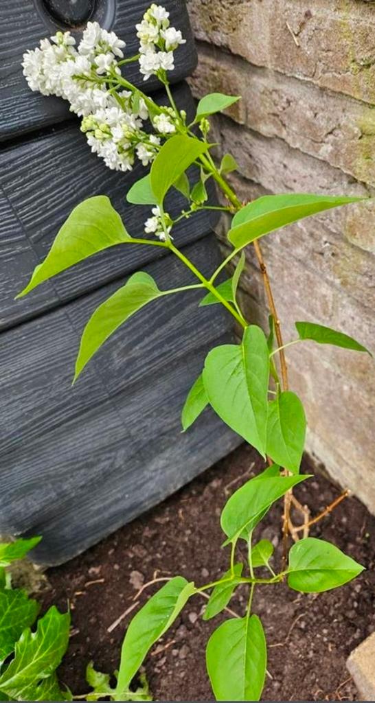 Witte Sering, Tuin en Terras, Planten | Fruitbomen, Ophalen, Minder dan 100 cm, Overige soorten, Zomer