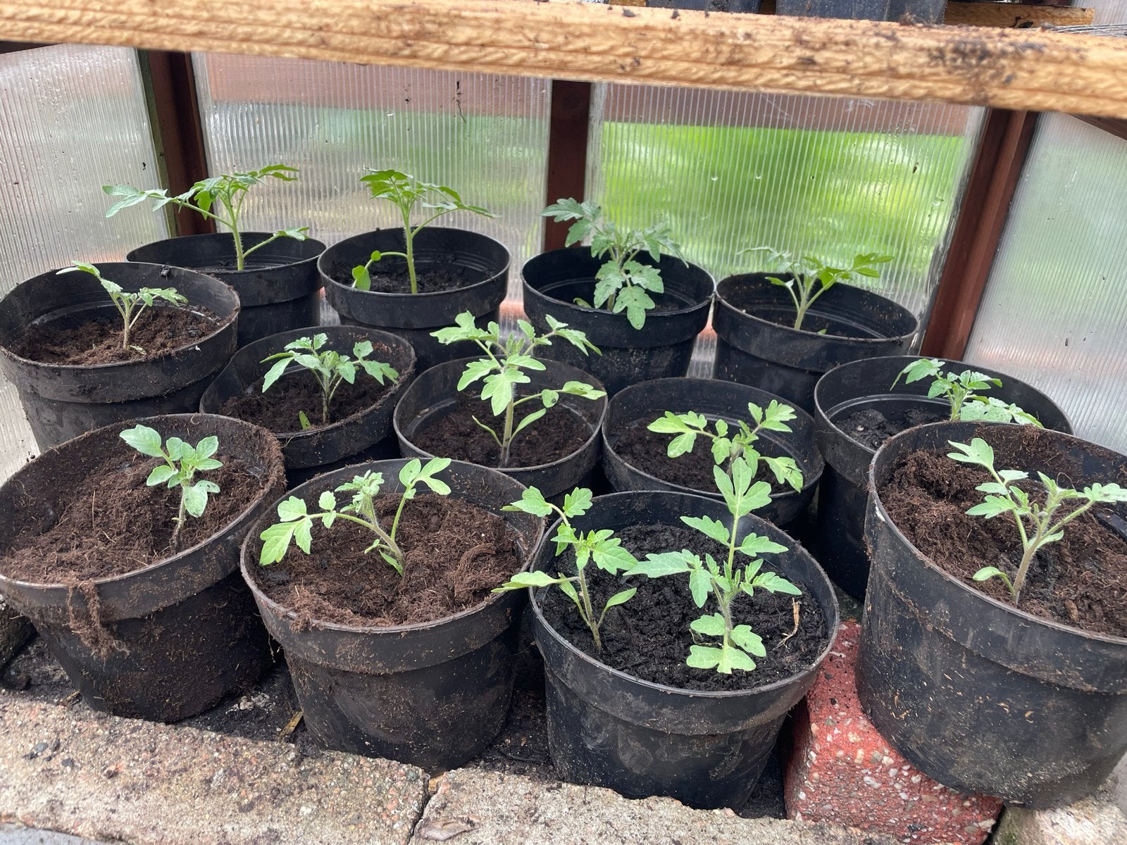 Verse Tomatenstekjes - Kweek je eigen tomaten!, Tuin en Terras, Planten | Tuinplanten, Ophalen, Volle zon, Groenteplanten, Eenjarig
