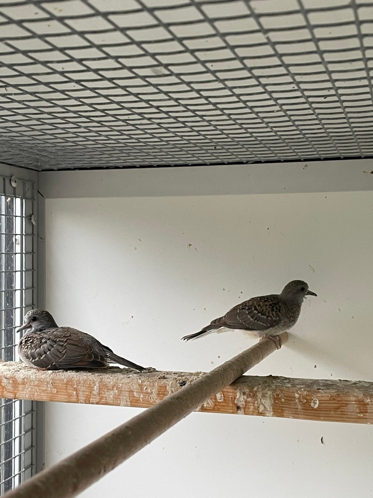 Jong koppeltje diamant duifjes, Meerdere dieren, Overige soorten