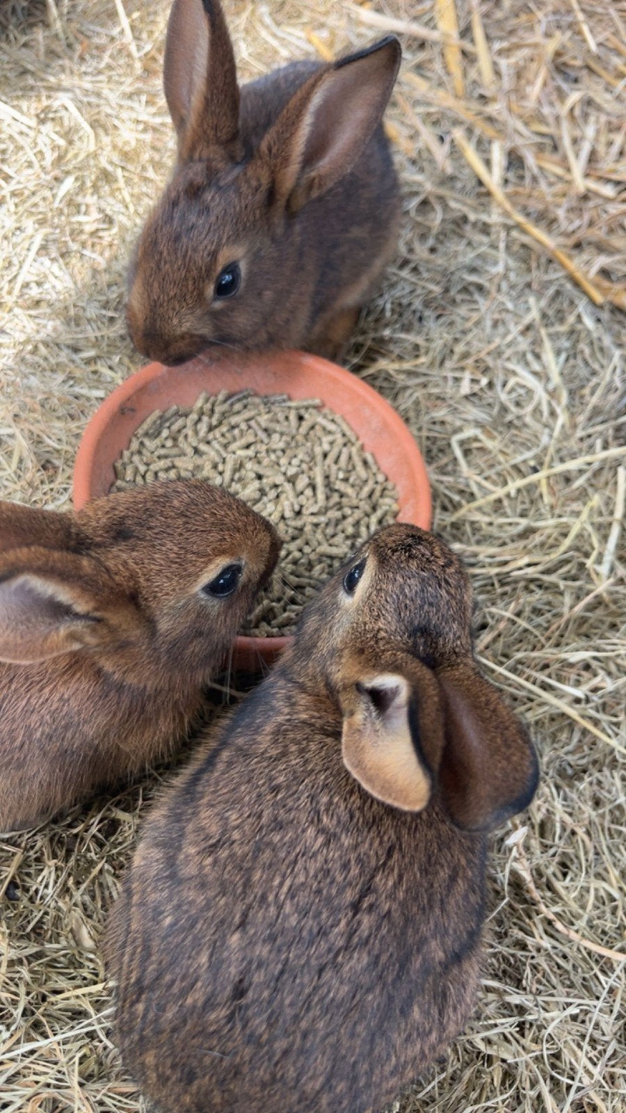Konijntjes, Dieren en Toebehoren, Konijnen, Meerdere dieren, Middelgroot, 0 tot 2 jaar