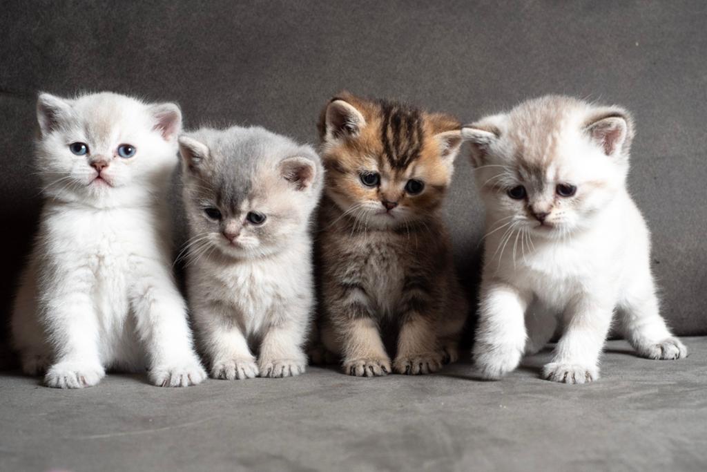 Exclusive Brits Korthaar golden shaded & golden point kitten, Dieren en Toebehoren