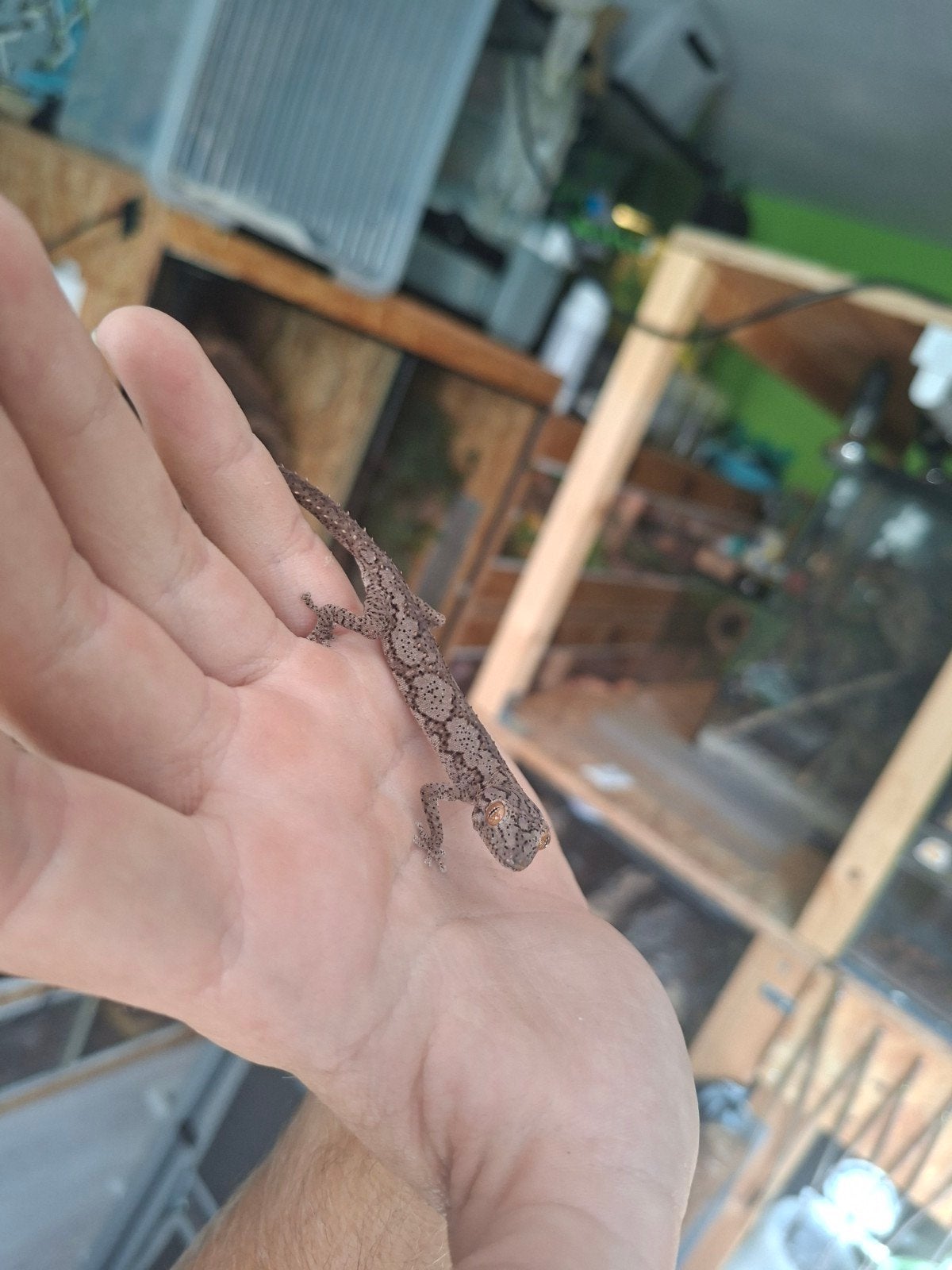 3 soorten Strophurus kweekgroep, Overige soorten, 0 tot 2 jaar