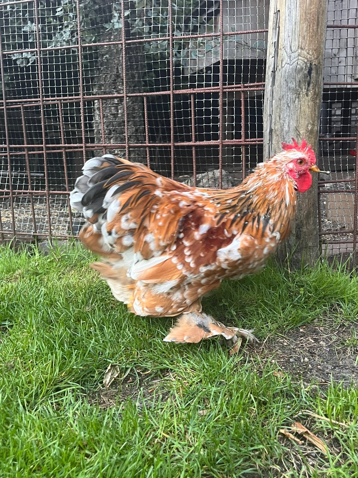 Chocin haan, Dieren en Toebehoren, Pluimvee, Mannelijk, Kip