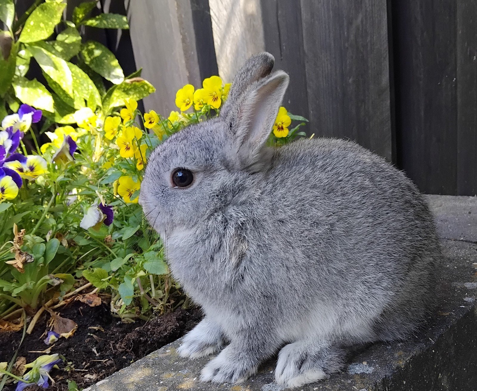 mooie kleurdwerg chinchilla, Dieren en Toebehoren, Mannelijk, Dwerg