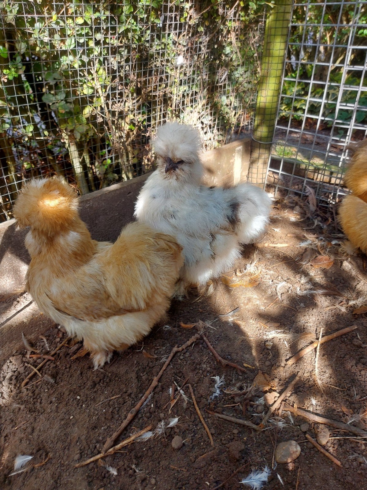 Usa zijdehoen hennetjes, Dieren en Toebehoren, Vrouwelijk, Kip