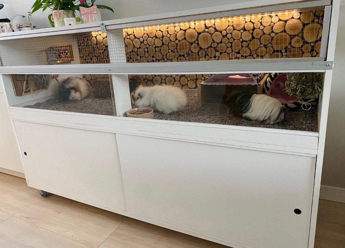 Teddy en purivian cavia zeugjes, met verblijf en toebehoren, Dieren en Toebehoren, Ophalen, 110 cm of meer, Zo goed als nieuw