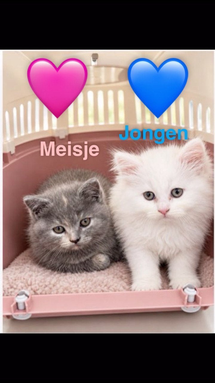 Britse korte/lange haar kittens (1 meisje / 1 jongen ), Meerdere dieren, Langharig, 0 tot 2 jaar