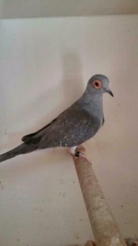 Te koop Diamantduifjes., Meerdere dieren