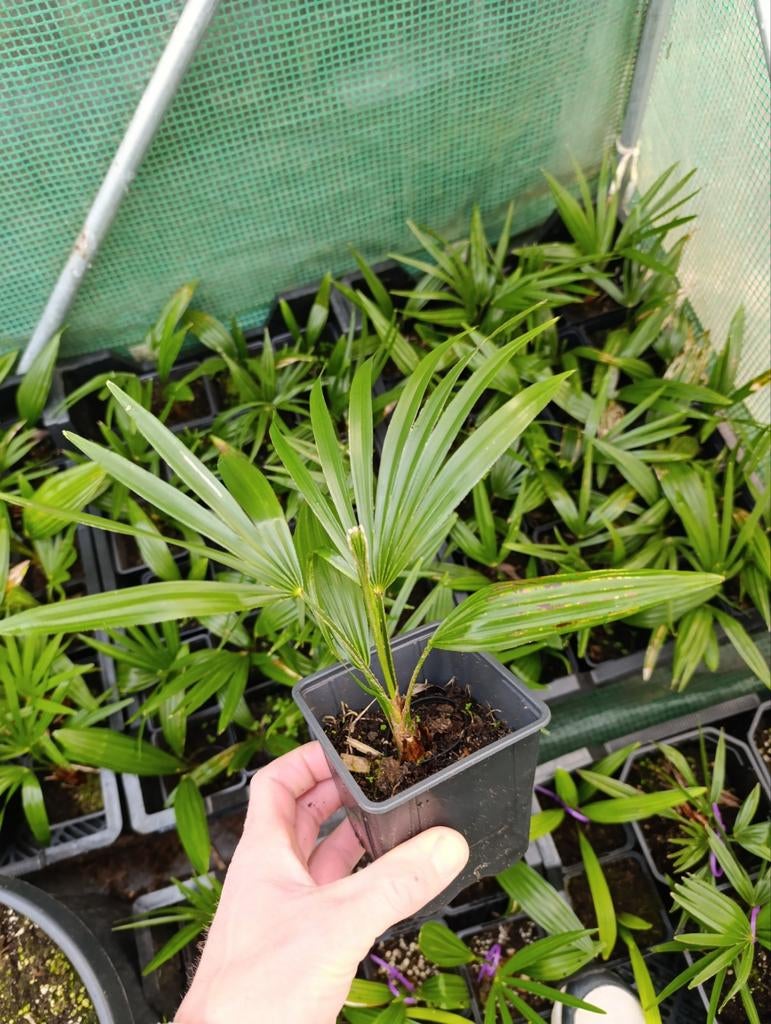 Trachycarpus fortunei x princeps, Ophalen of Verzenden, Overige soorten, Halfschaduw