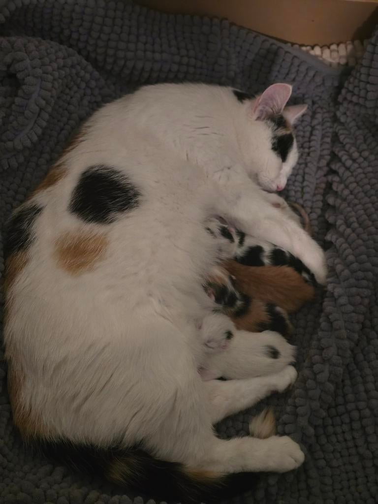 Kittens, Meerdere dieren