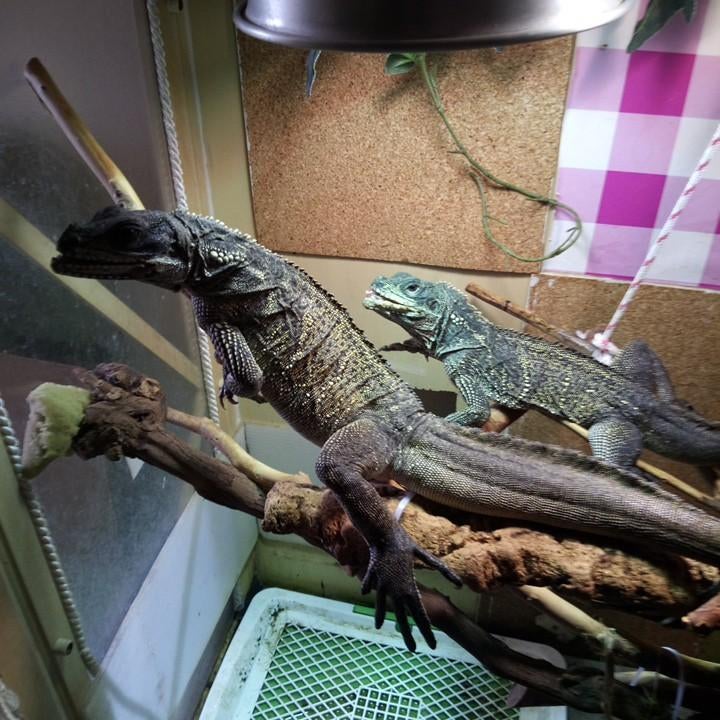 Gezocht Hydrosaurus Weberi of Celebensis ,Man vanaf 4jaar, Hagedis, 3 tot 6 jaar