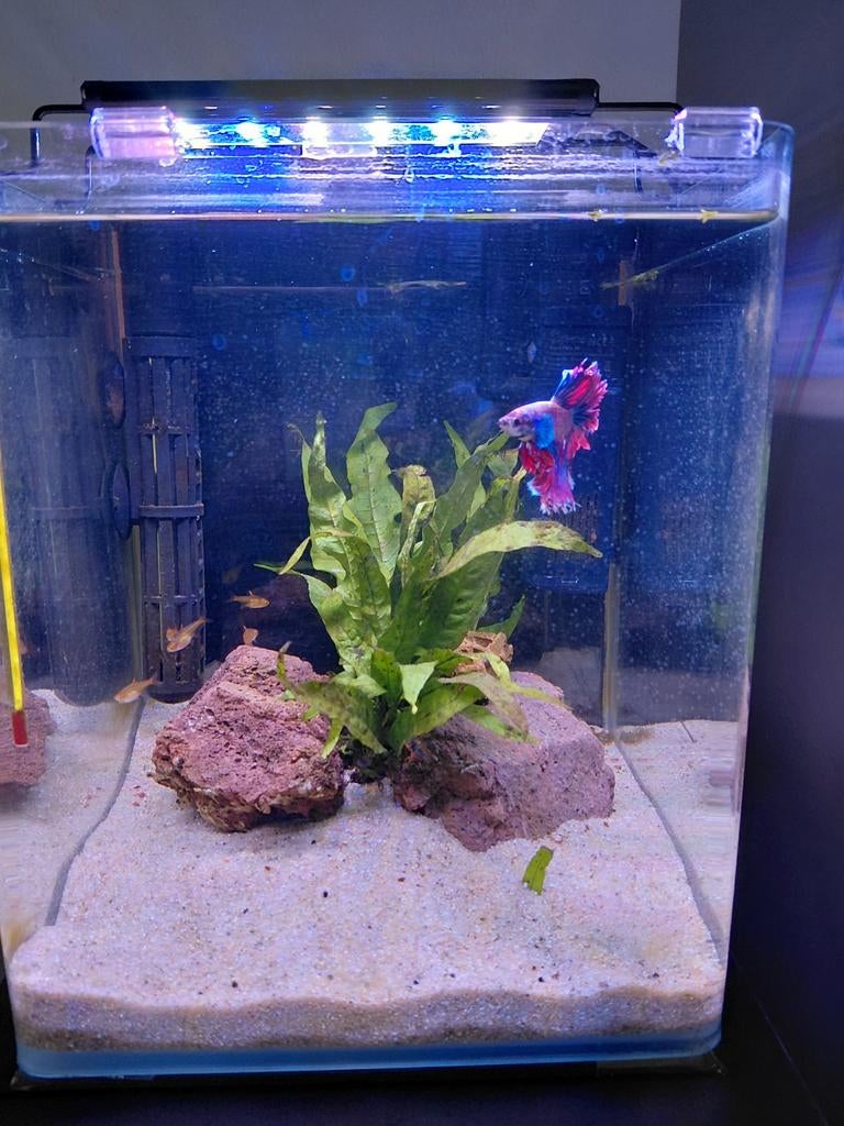 Glazen Cube met deksel, Dieren en Toebehoren, Vissen | Aquaria en Toebehoren, Ophalen, Zo goed als nieuw, Leeg aquarium