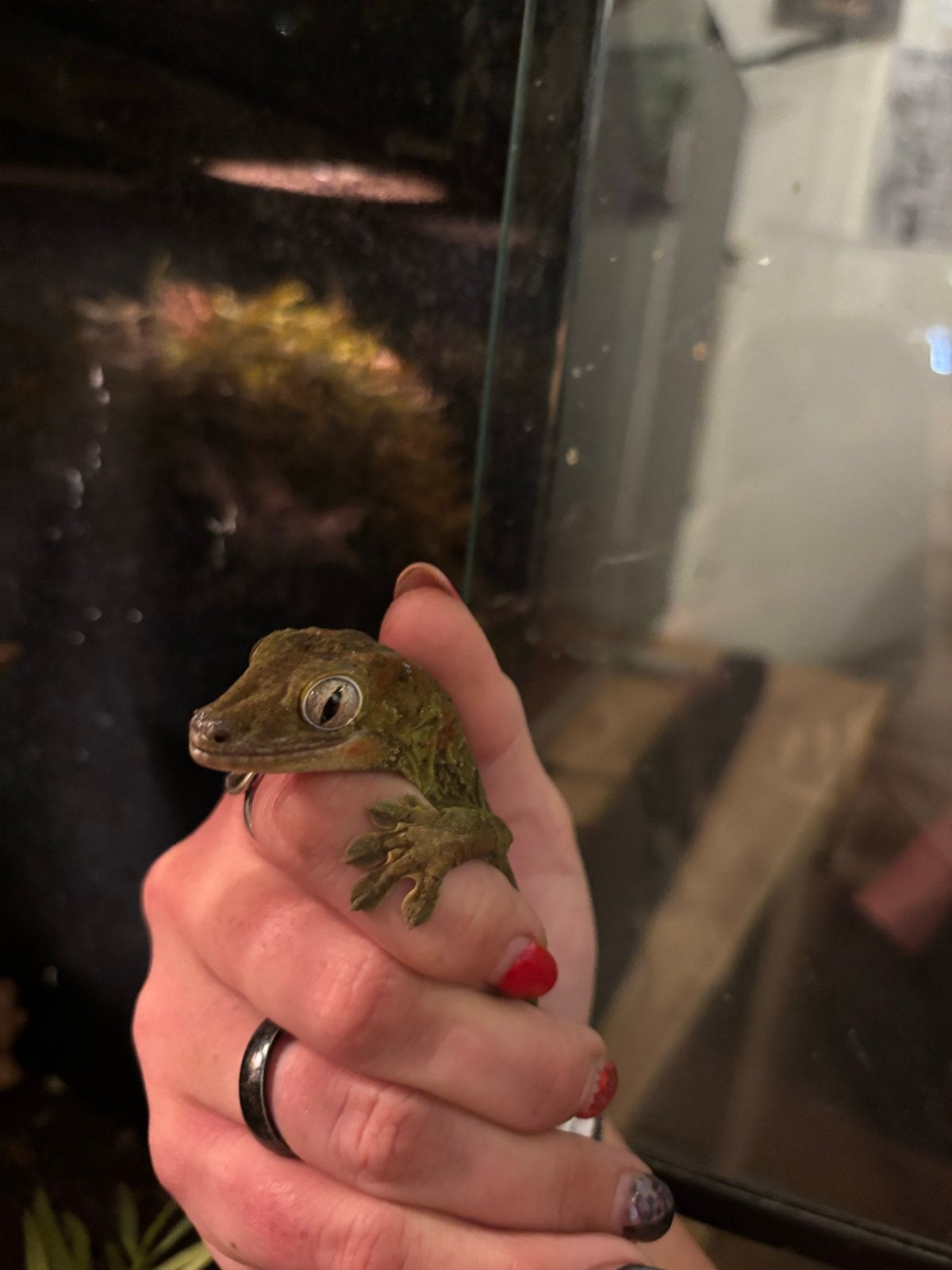 1.0 chahoua (man), Dieren en Toebehoren, Reptielen en Amfibieën, Slang, 0 tot 2 jaar