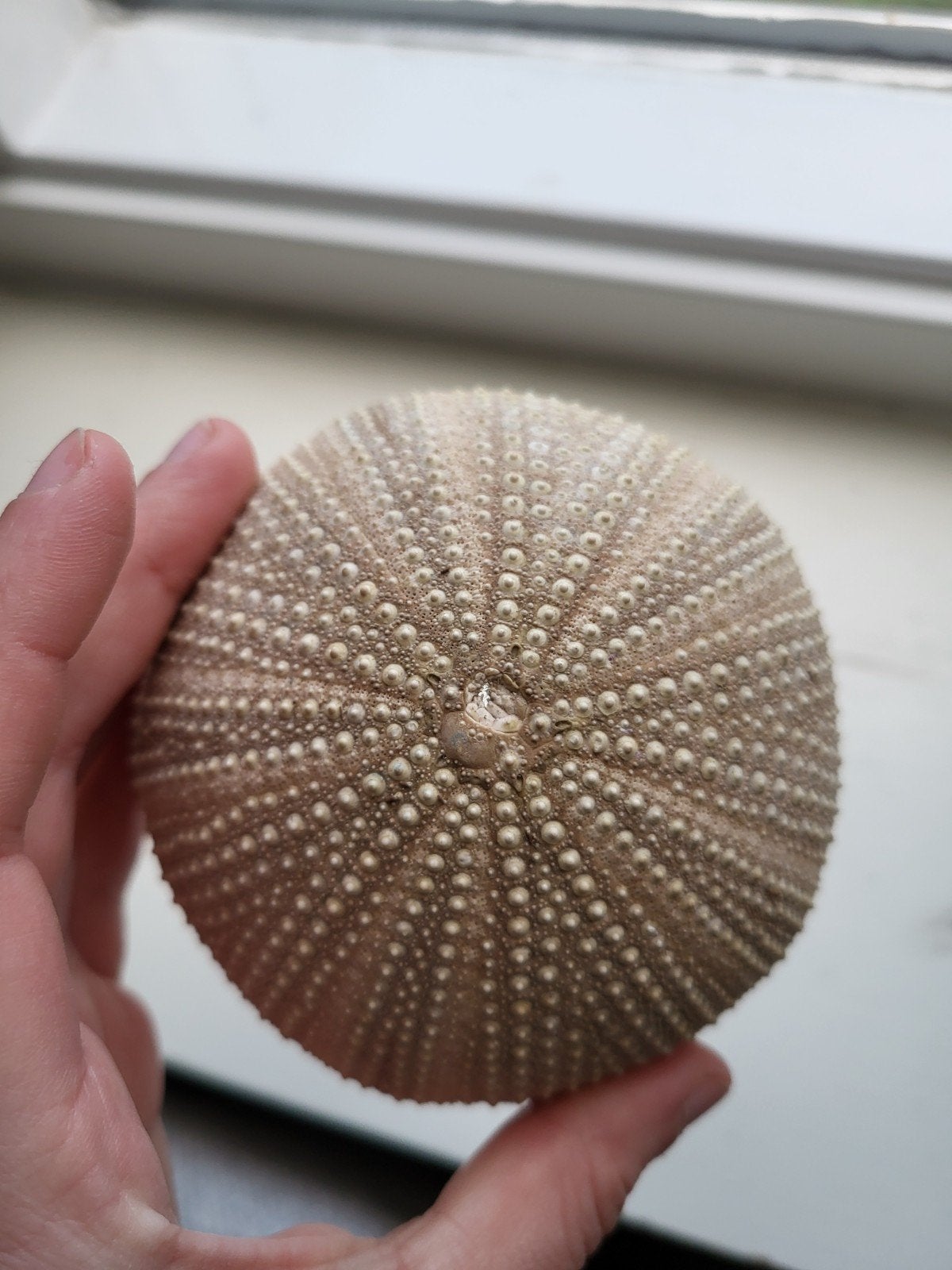 Zee-egel skelet - Decoratie, Ophalen of Verzenden